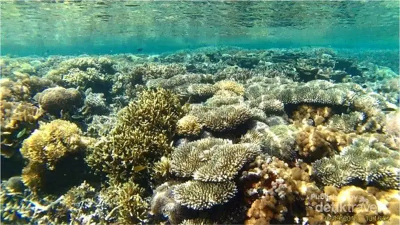 Snorkeling Lombok Gili Petagan